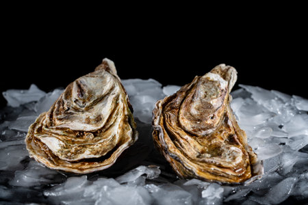 Raw two oysters closed in shells on ice on black background, close up. Gourmet food, delicatessen, seafoodの写真素材
