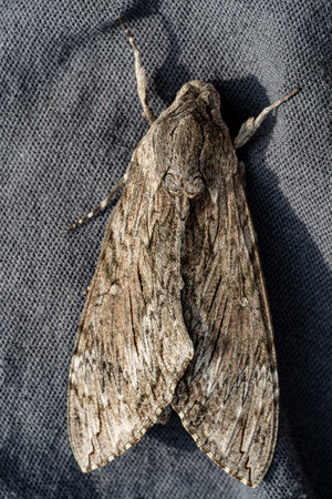 Detailed frontal closeup on the impressive Convolvulus Hawkmoth or Agrius convolvuli, sitting on a gray cloth.の写真素材