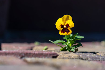 Yellow pansies growing through paving stones on street, close up. Flower growing on paving stone road backgroundの写真素材