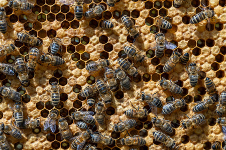 Colony of bees on honeycomb in apiary. beekeeping in the countryside. Many working bees on honeycomb, close up. Detailed shot within a hive in a honeycomb, wax cells with honey and pollen. Honey in combsの写真素材
