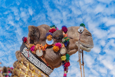 Head of decorated camel head in desert Thar during the annual Pushkar Camel Fair near holy city Pushkar, Rajasthan, India. Close upの写真素材