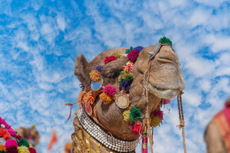 Head of decorated camel head in desert Thar during the annual Pushkar Camel Fair near holy city Pushkar, Rajasthan, India. Close upの写真素材