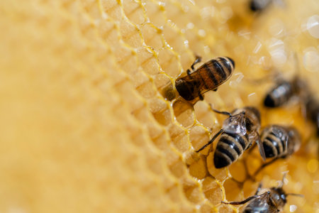 Working bees on honeycomb, close up. Colony of bees in apiary. Beekeeping in countryside. Macro shot with in a hive in a honeycomb, wax cells with honey and pollen. Honey in combinationsの写真素材