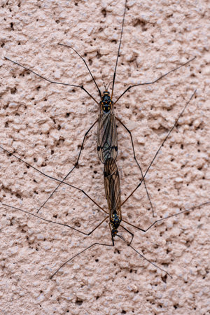Two tipulidae crane flies mating on a wall background, close up