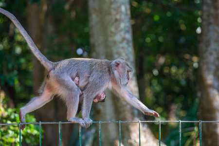 Portrait of baby monkey and mother at sacred monkey forest in Ubud, Bali, Indonesia.