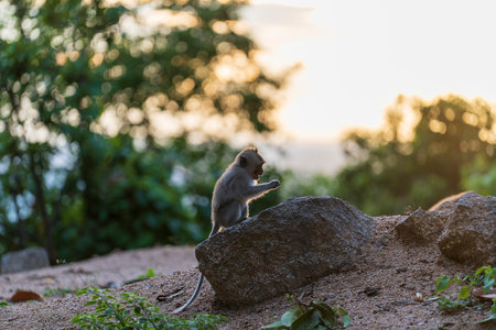 Wild macaque monkey sitting on the rock in the tropical island Koh Phangan during sunset, Thailandの写真素材