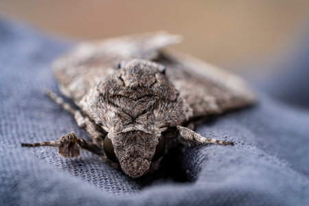 Detailed frontal closeup on the impressive Convolvulus Hawkmoth or Agrius convolvuli, sitting on a gray cloth. Macro the moth is leafy or Convolvulus Hawk moth Agrius convolvuliの写真素材