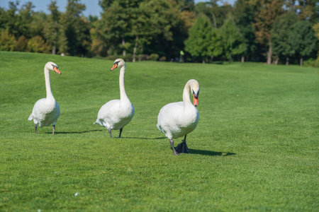 Three white swans walk on the green grass on the lawn on a sunny day, close-up.の写真素材