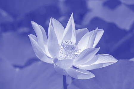 White water lotus in botanical tropical garden. Island Mauritius. Close up.の写真素材
