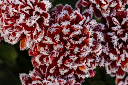Close-up of a red chrysanthemum covered in frost. The delicate petals are adorned with sparkling crystals, creating a stunning and ethereal imageの写真素材