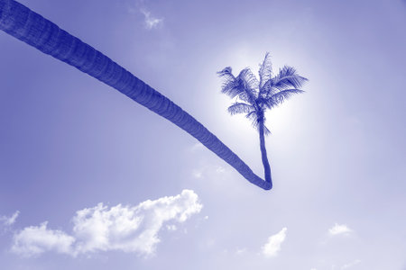 Coconut palm tree curved hanging over sea on the tropical beach, Thailand. Palm tree and blue sky background. Ultra Violet creative and moody color of the pictureの写真素材