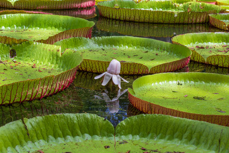 Giant water lily in botanical garden on Island Mauritius. Victoria amazonica or Victoria regia, close upの写真素材