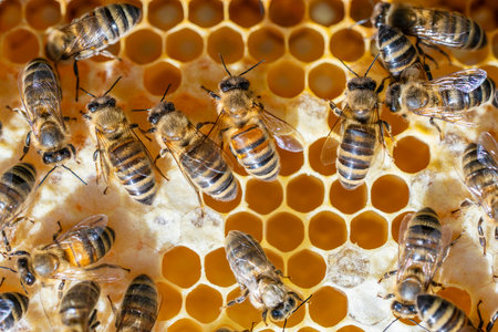 Colony of bees on honeycomb in apiary. Beekeeping in countryside. Many working bees on honeycomb,...