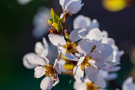 Flowering ornamental purple-leaf plum with white flowers on spring garden background, close upの写真素材