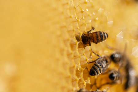 Working bees on honeycomb, close up. Colony of bees in apiary. Beekeeping in countryside. Macro shot...