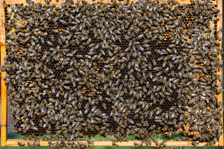Colony of bees on honeycomb in apiary. Beekeeping in countryside. Many working bees on honeycomb,...