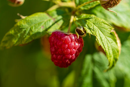 Close-up of ripe organic red raspberry on a branch in the fruit garden, natural background