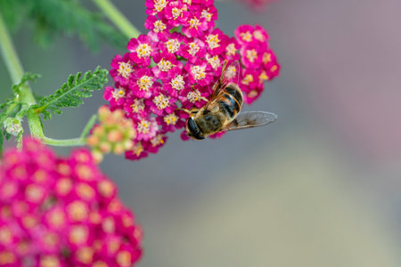 Detail of honeybee in violet yarrow flower, macro. Herb garden with honey bee insect, close up
