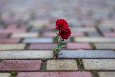 Red chrysanthemum growing through paving stones on street, close up. Flower growing on paving stone road backgroundの写真素材