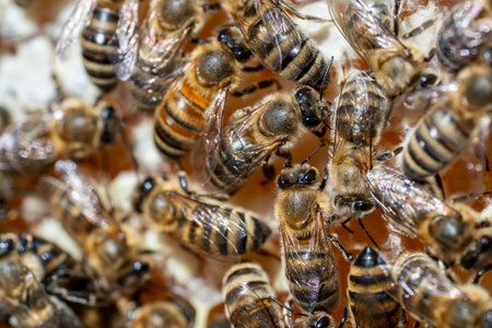 Many working bees on honeycomb, close up. Colony of bees in apiary. Beekeeping in countryside. Macro...