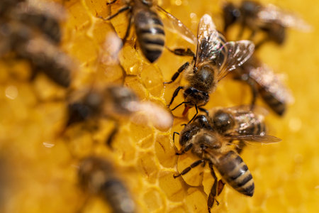 Working bees on honeycomb, close up. Colony of bees in apiary. Beekeeping in countryside. Macro shot...