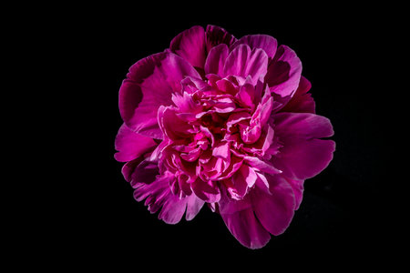 Beautiful single pink peony flower on black background, close up, top view