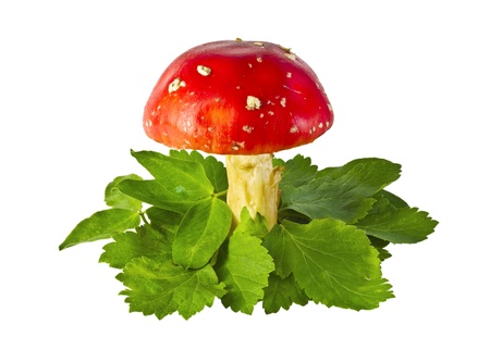 fly agaric mushrooms among leaves isolated on whiteの写真素材