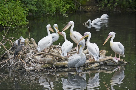 lot of pelicans and cormorant sitting on logsの写真素材