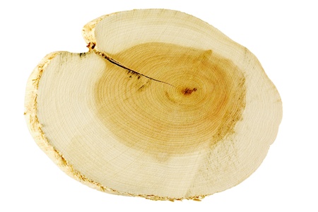 saw cut the tree isolated on whiteの写真素材
