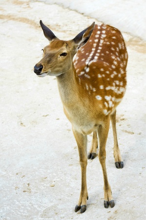 David doe in the Moscow Zoo in cagesの写真素材