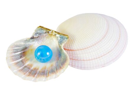 pearls in the shells isolated on a white backgroundの写真素材