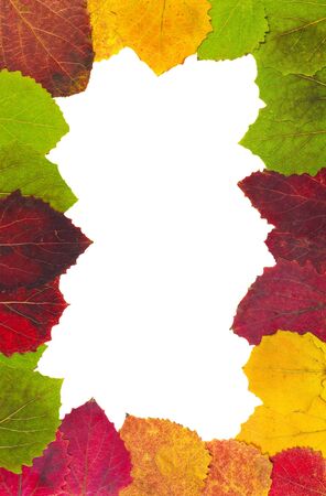 frame with a white background from autumn leaves
 の写真素材