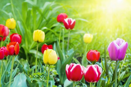 bright colored tulips in the sunの写真素材