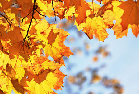 autumn maple leaves against the blue skyの写真素材