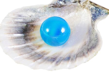 pearl on the shell isolated on white backgroundの写真素材