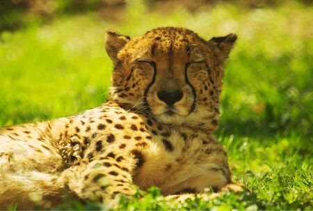 leopard rests and warms in the sunの写真素材