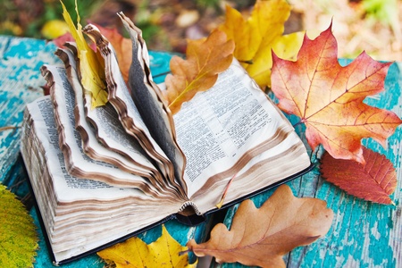 book in the autumn leaves on the bench in the parkの写真素材