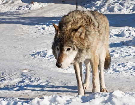 hungry wolf in the winter of looking out for preyの写真素材