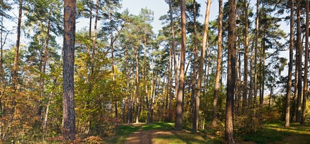 panorama autumn pine forestの写真素材