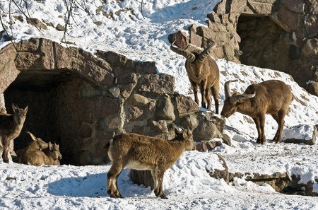 family of the East caucasian tur in winter
の写真素材