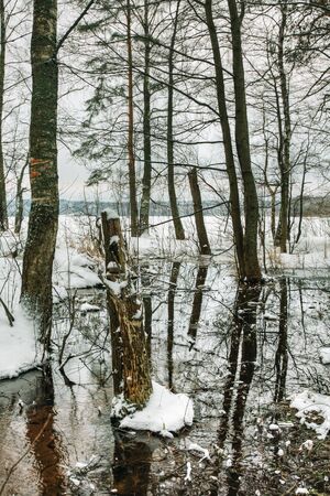 spring thaw in the winter forestの写真素材