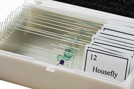 tissue samples on a slide in a boxの写真素材