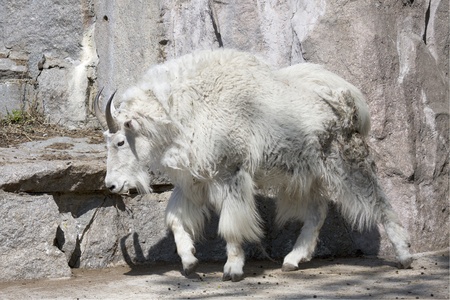 white goat on a stone at the zooの写真素材