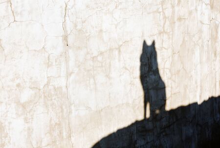 shadow of the wolf on the cracked wallの写真素材