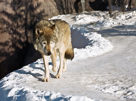 hungry wolf in the winter of looking out for preyの写真素材