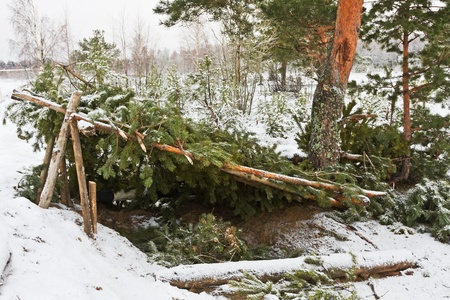 forest shelter of pine branches in the winter forestの写真素材