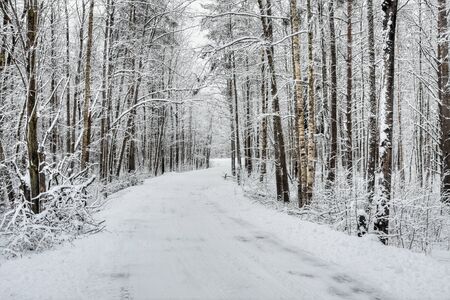 road through the winter snow-covered forestの写真素材