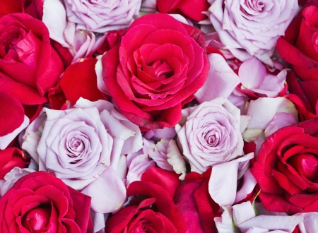 background of roses of different varieties and colorsの写真素材
