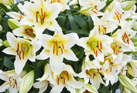 Elegant beautiful white flowers, Lilies close up の写真素材