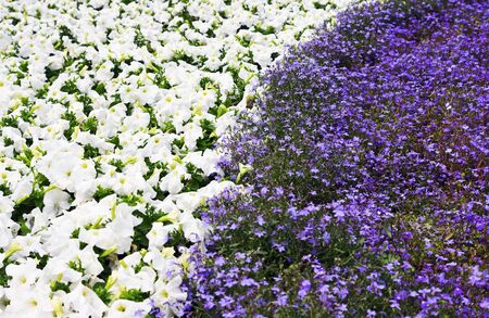 background of white and purple flowersの写真素材